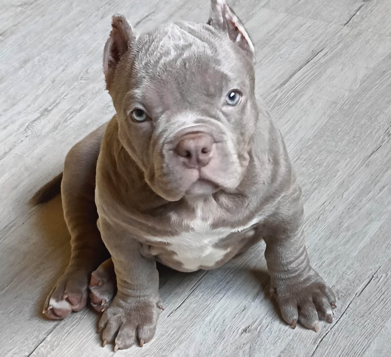 american-bully-kupit-shenka-objavlenie