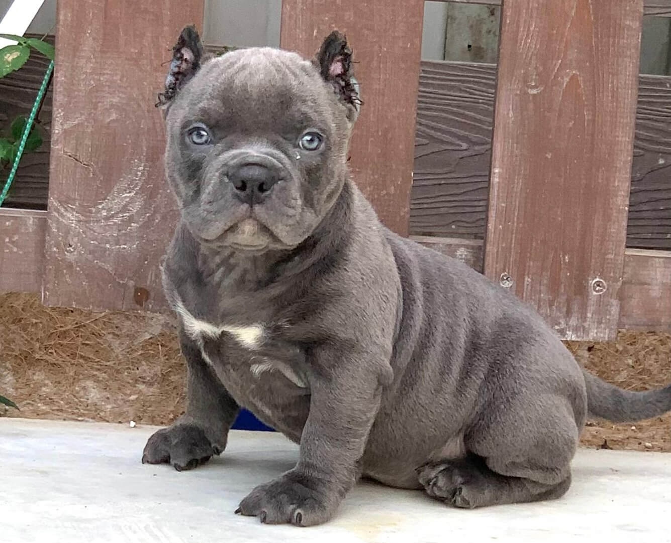 american-bully-kupit-shenka