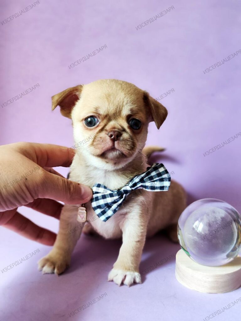 iz-serdca-cezarya-pitomnik-chihuahua-kupit-shhenkov