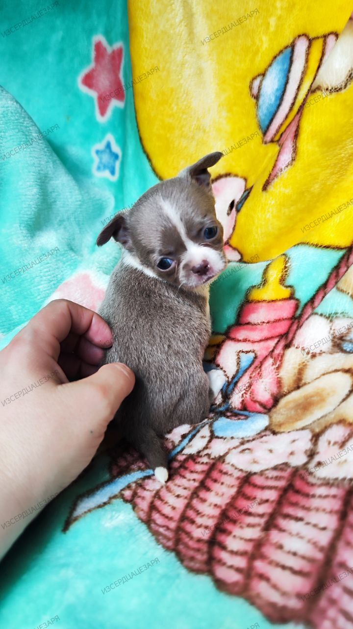 iz-serdca-cezarya-pitomnik-chihuahua-prodaga-sobak-2
