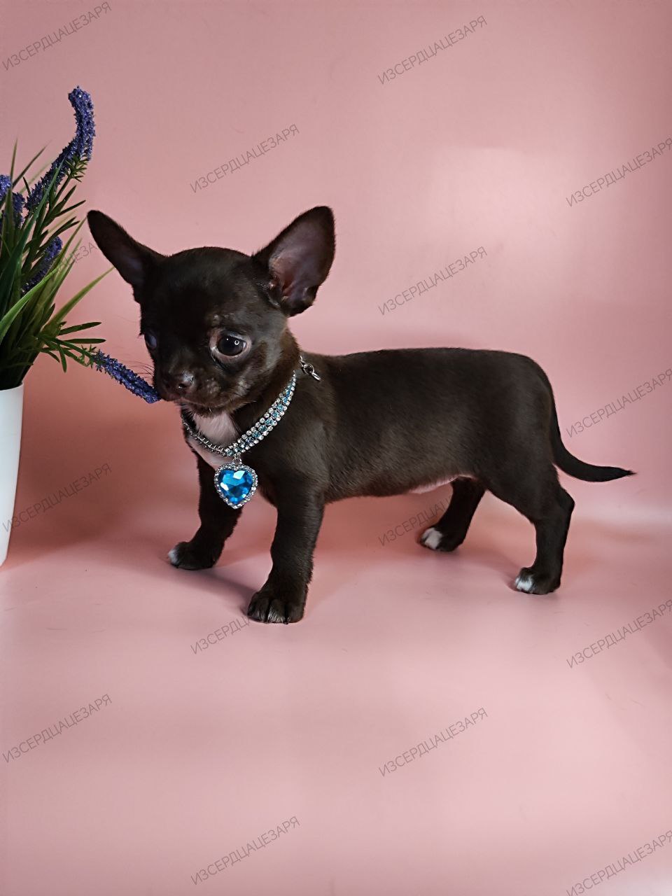 iz-serdca-cezarya-pitomnik-chihuahua-prodaga-sobak-4