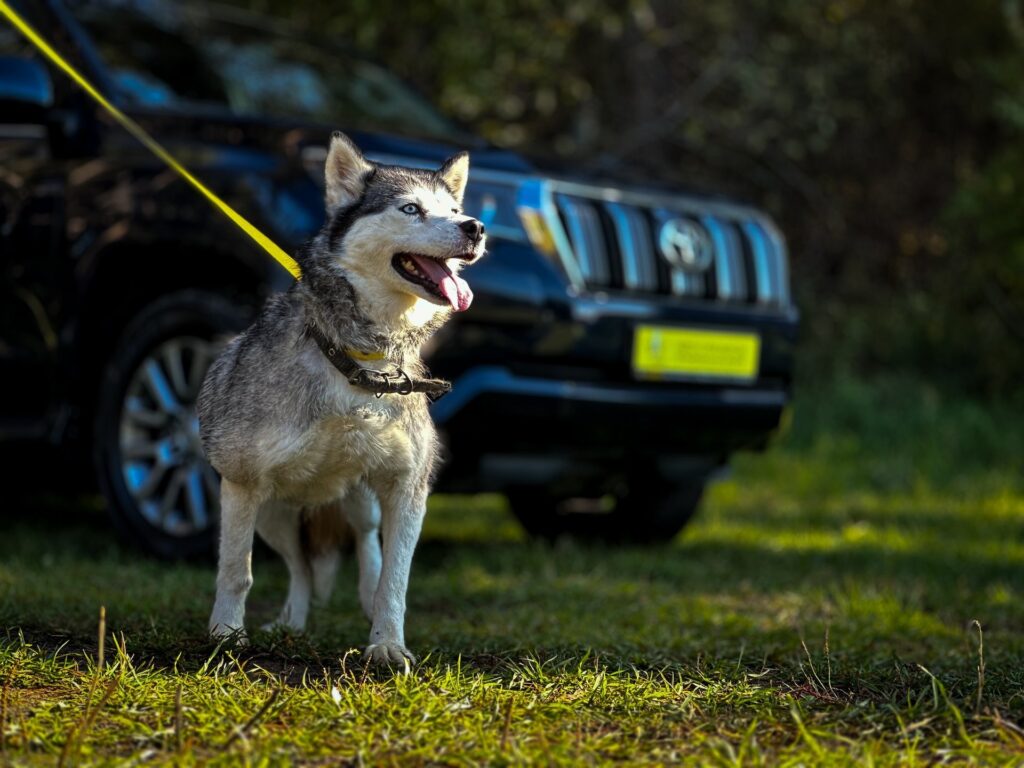k-9-pitomnik-sobak-prodaga-shhenkov-4