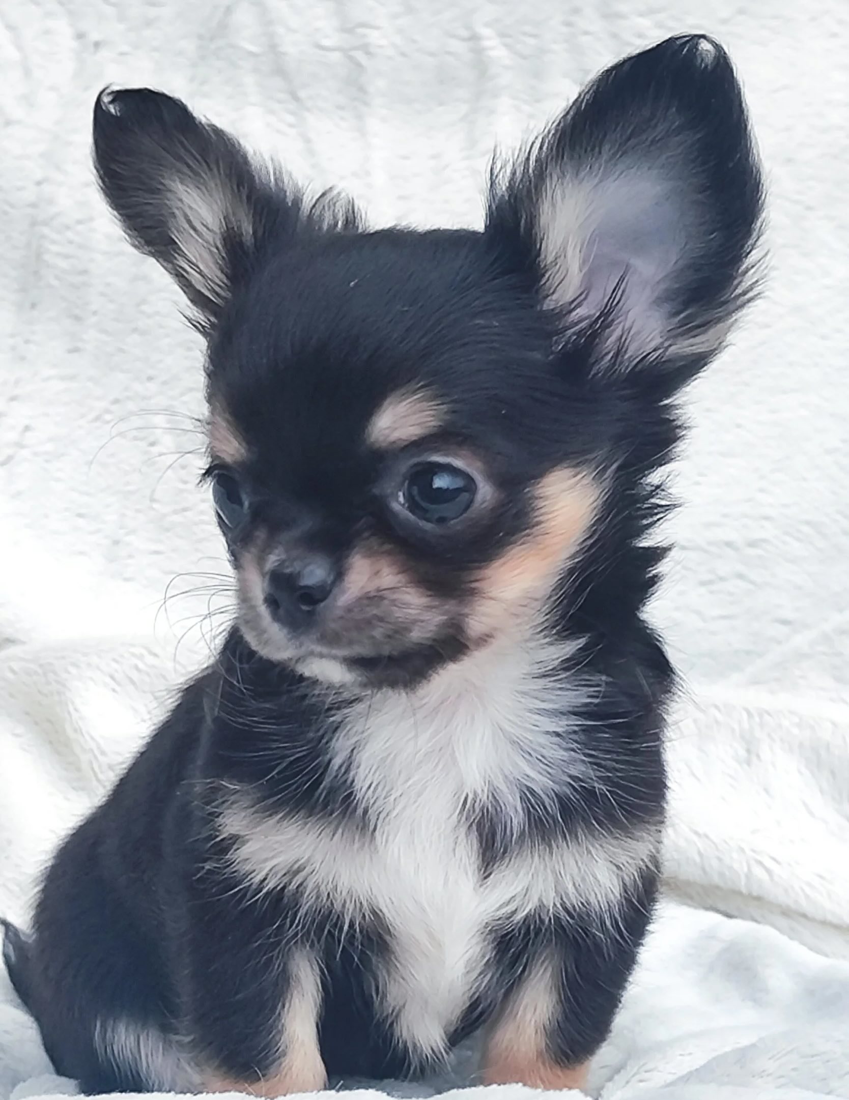 kupit-shenka-chihuahua-nedorogo