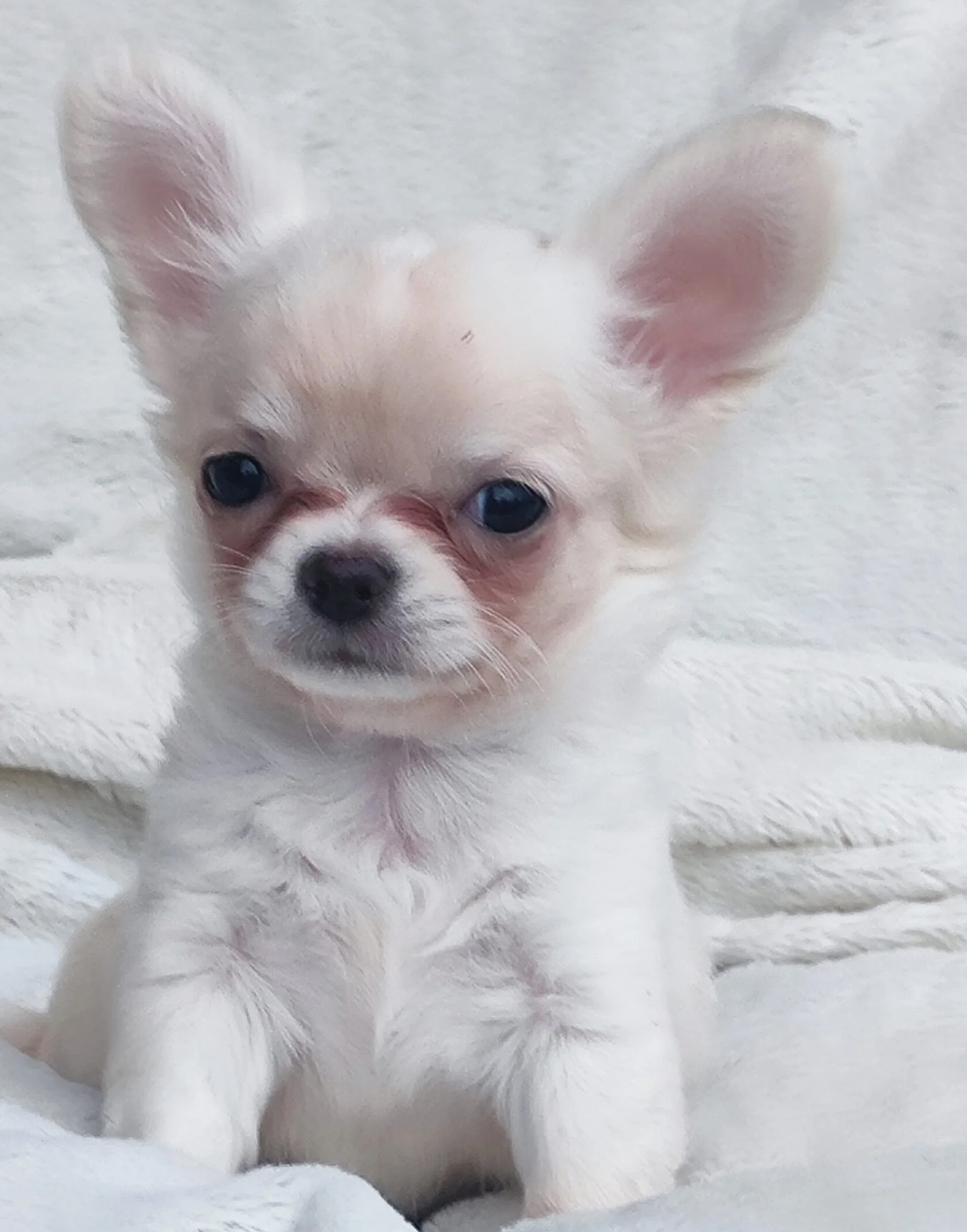 kupit-shenka-chihuahua-objavlenie