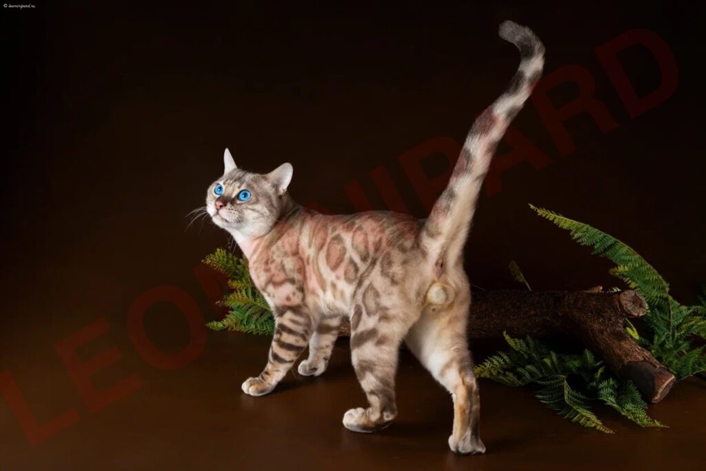 leo-mini-pard-pitomnik-bengalskih-koshek-kupit-koshku