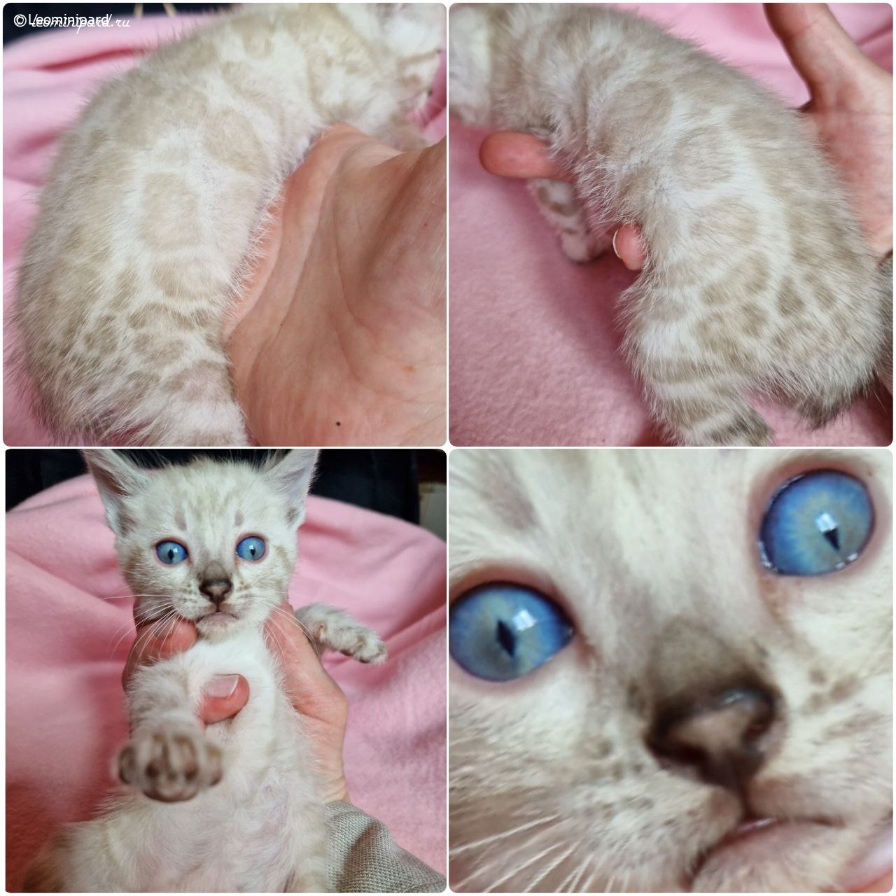 leo-mini-pard-pitomnik-bengalskih-koshek-kupit-kotyat-1