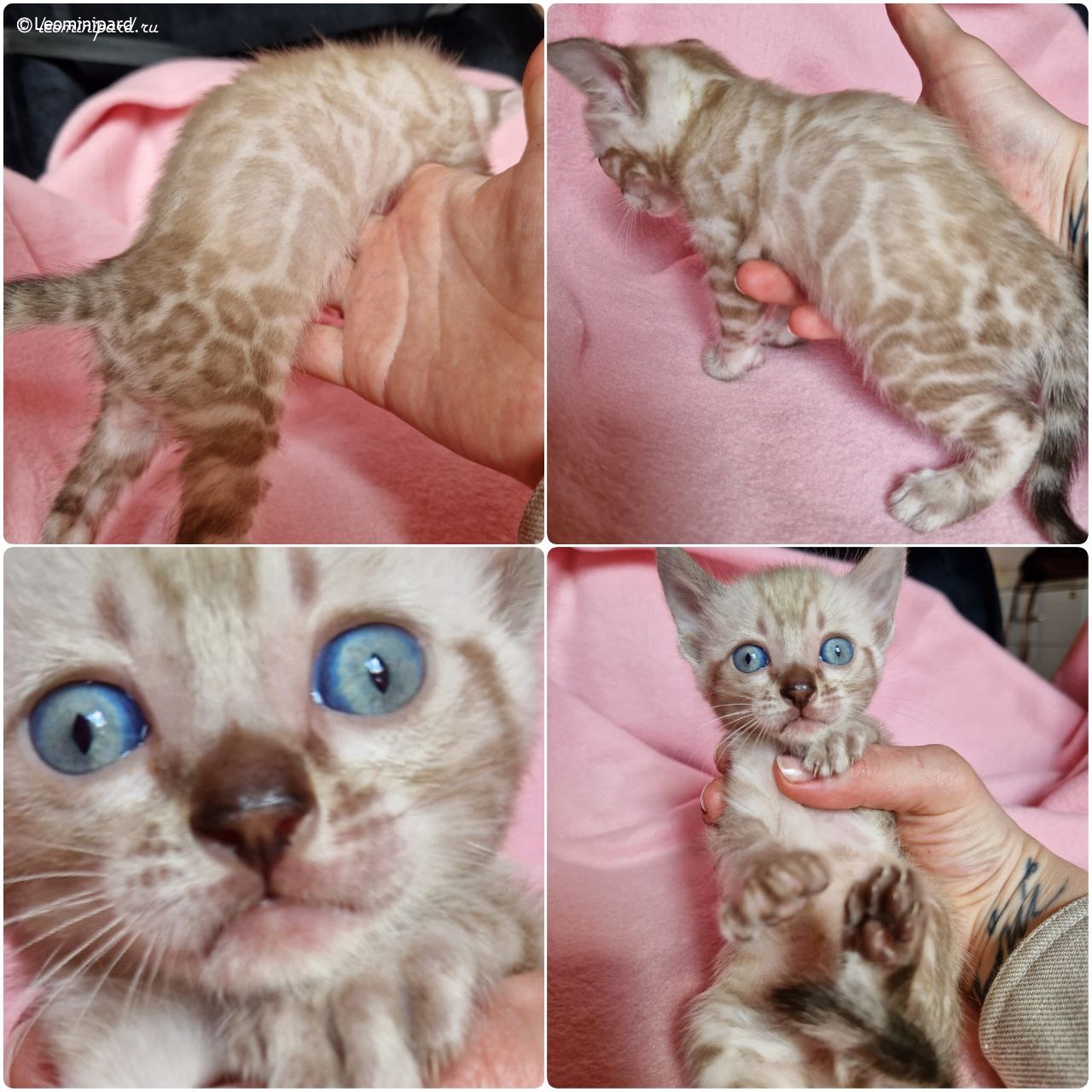 leo-mini-pard-pitomnik-bengalskih-koshek-kupit-kotyat-2