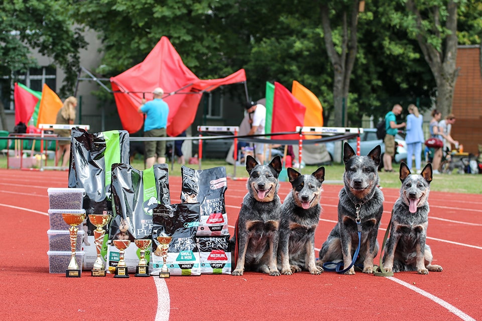 limaband-pitomnik-avstralijskogo-hilera-prodaga-sobak