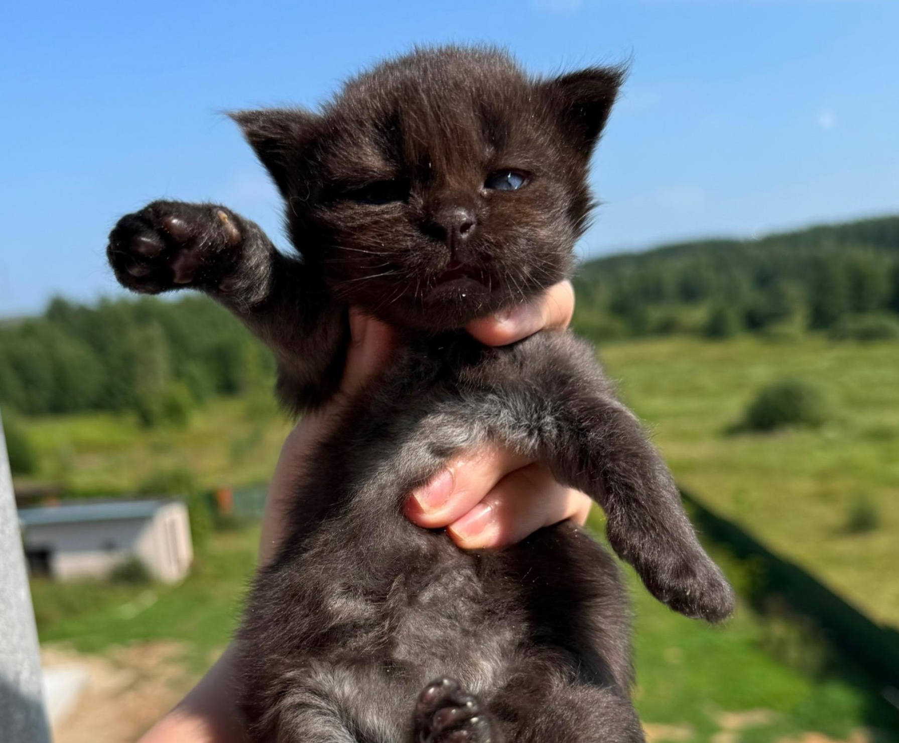 main-coon-kupit-kotenka
