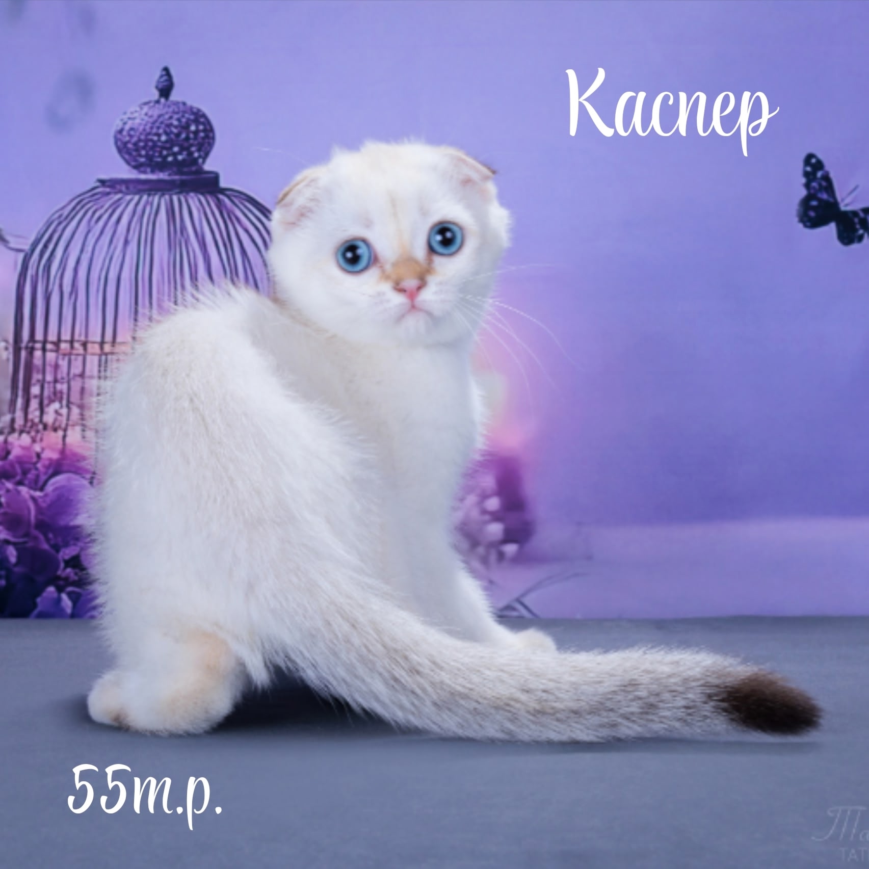 maksel-pitomnik-shotlandskih-koshek-obyavlenie-o-prodage-kotyat