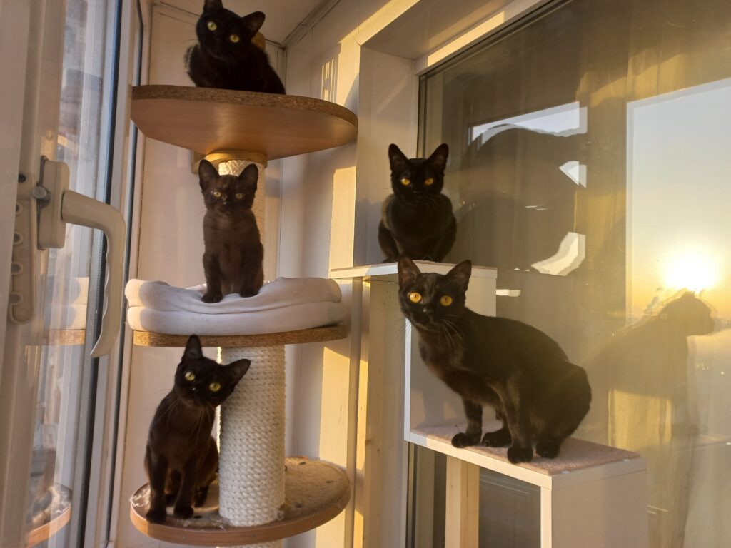 murmurcat-pitomnik-mejn-kunov-prodaga-koshek