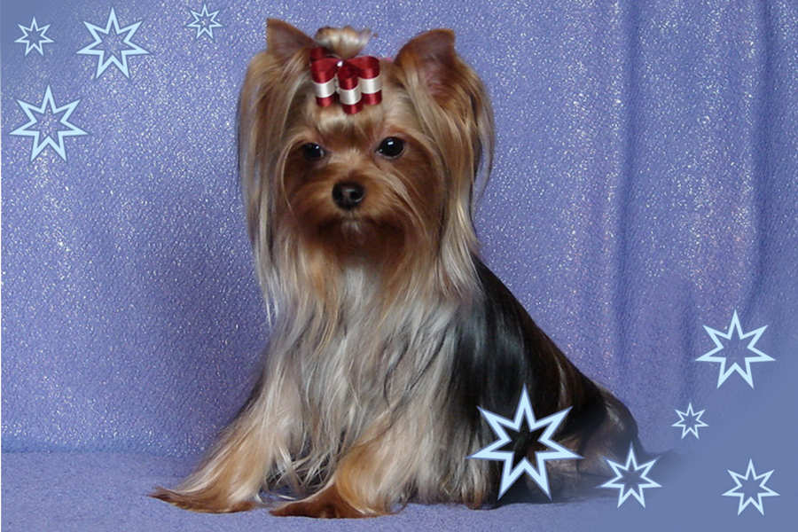 pokolenie-zvezd-pitomnik-chihuahua-prodaga-shhenkov