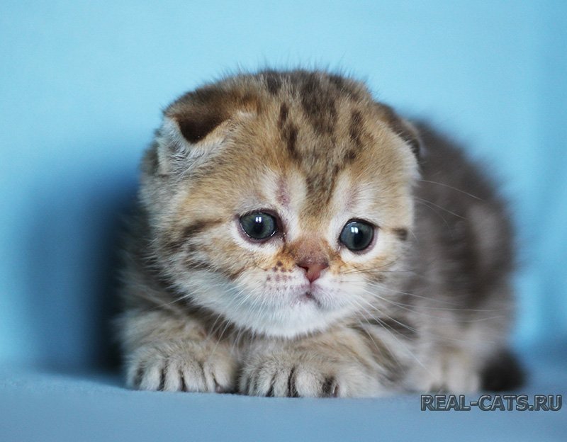 real-cats-pitomnik-shotlandskih-koshek-kupit-kotenka