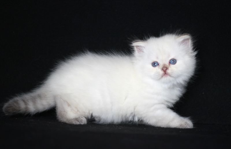 real-cats-pitomnik-shotlandskih-koshek-obyavlenie-o-prodage-kotenka