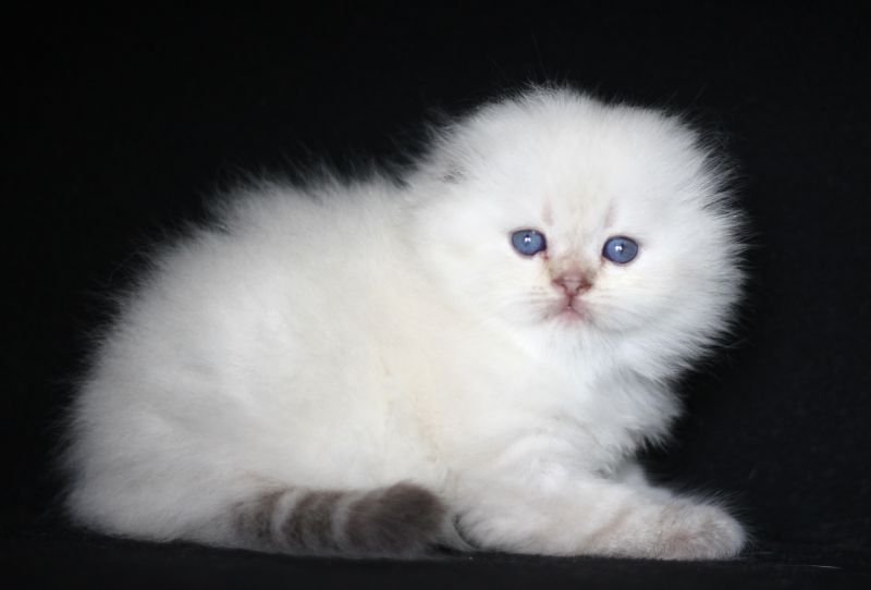 real-cats-pitomnik-shotlandskih-koshek-obyavlenie-o-prodage-kotyat-1