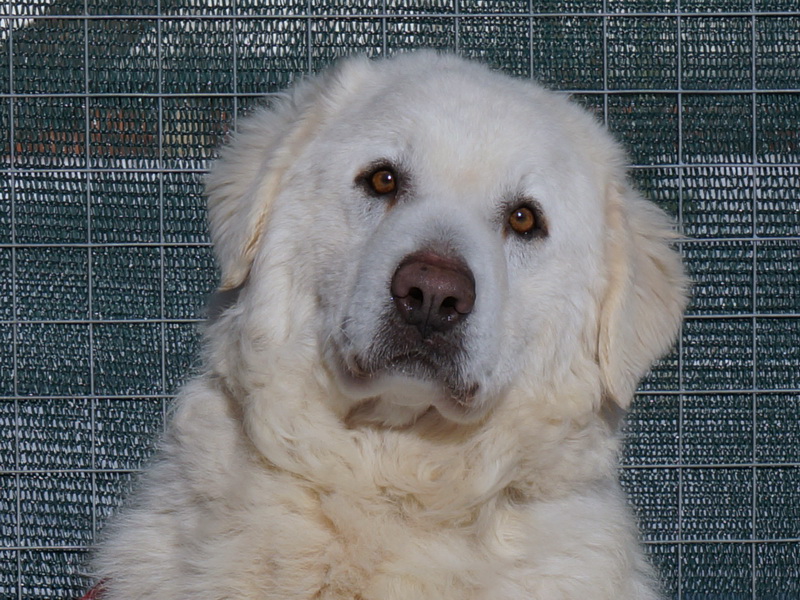 shemi-pitomnik-amerikanskogo-koker-spanielya-prodaga-shhenkov