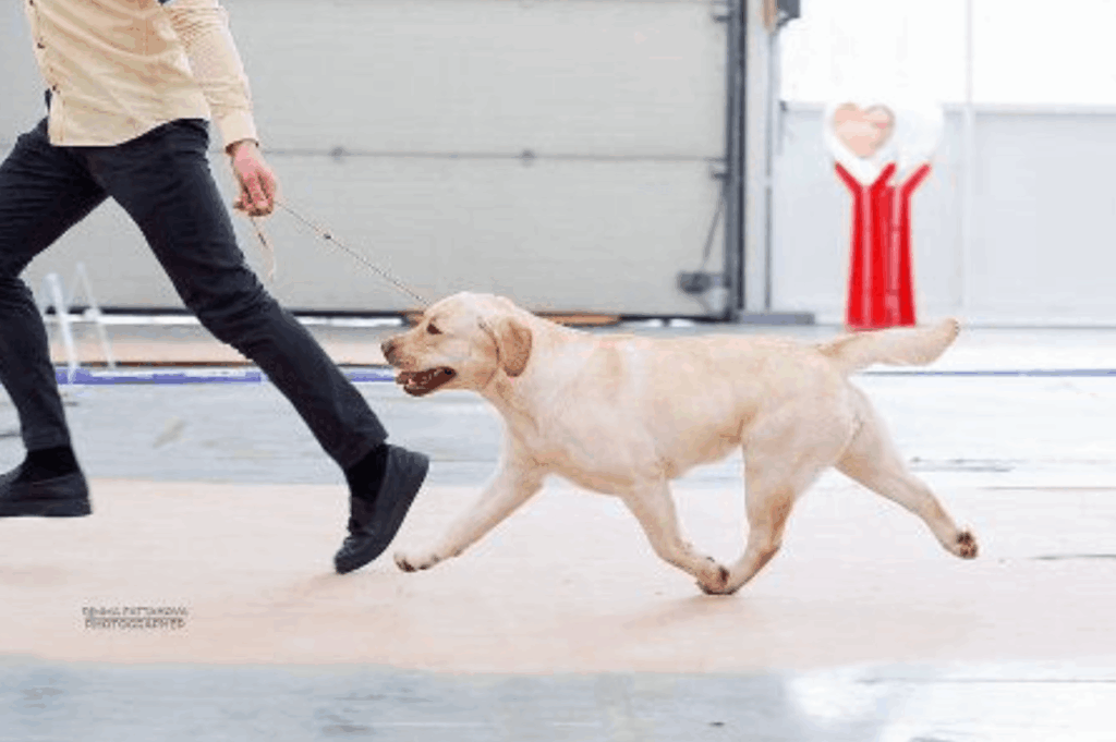 Fillari-labradors-pitomnik-labradorov-prodaga-shhenkov-1
