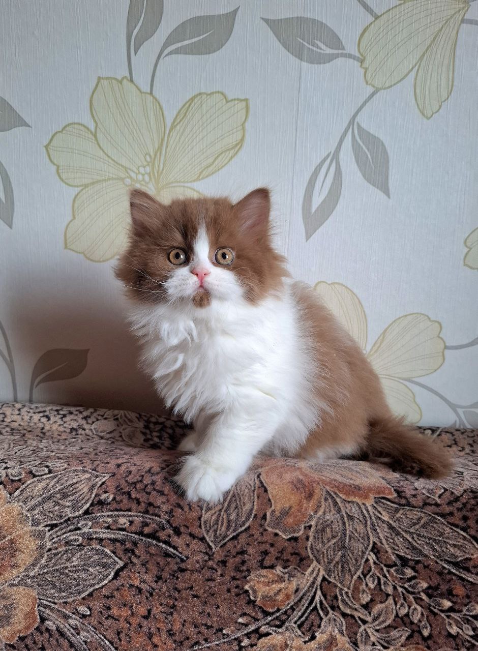 Gorgeous-Waves-pitomnik-selkirk-reksov-obyavlenie-o-prodage-kotenka