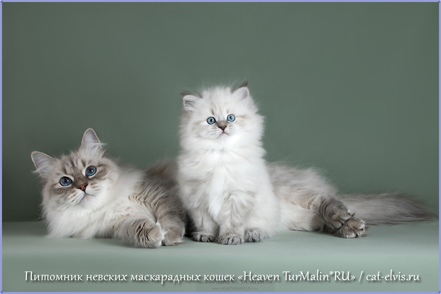 Heaven-TurMalin-pitomnik-nevskih-maskaradnih-koshek-prodaga-kota-3