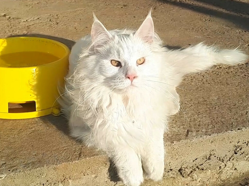 Magnumcat-pitomnik-mejn-kunov-prodaga-kotyat