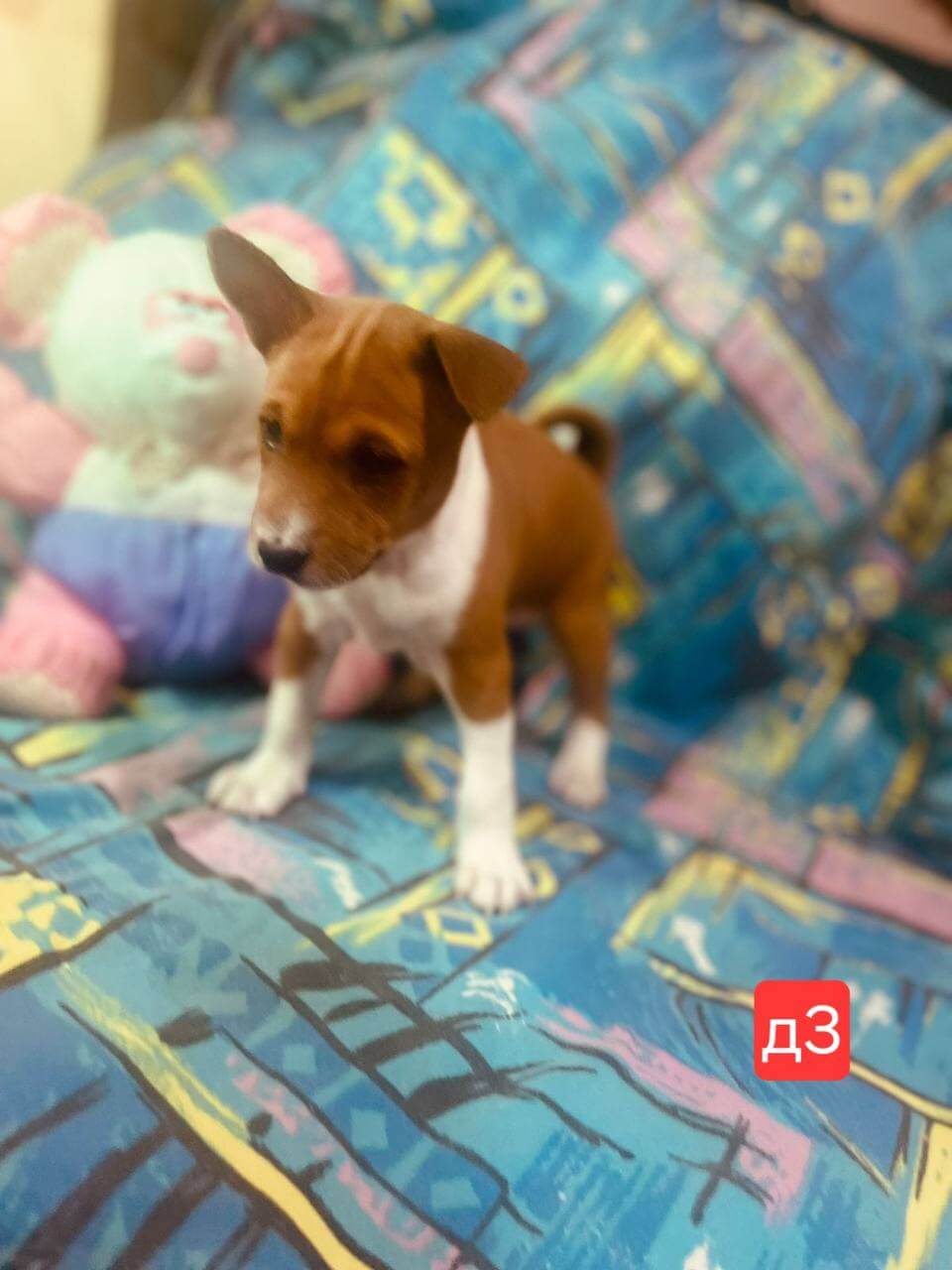 basenji-village-pitomnik-basenji-prodaga-shhenkov-1