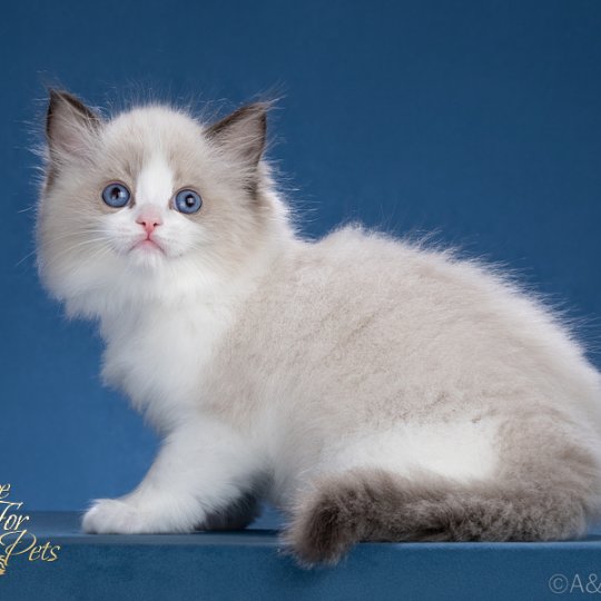 care-for-pets-pitomnik-regdollov-objavlenie-o-prodage-kota-3