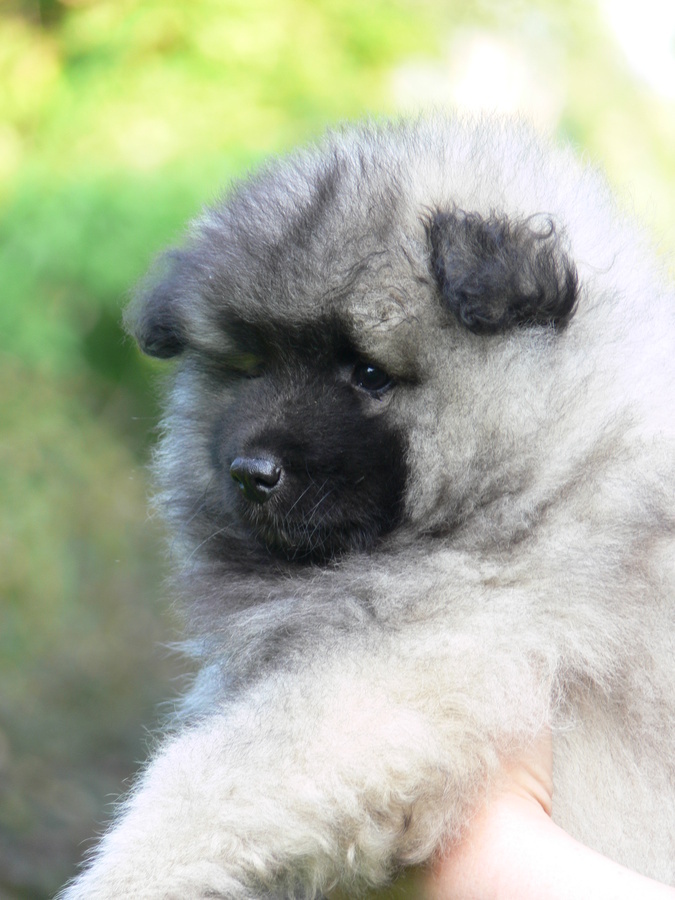 daddy-line-pitomnik-keeshondov-prodaga-shhenka-5