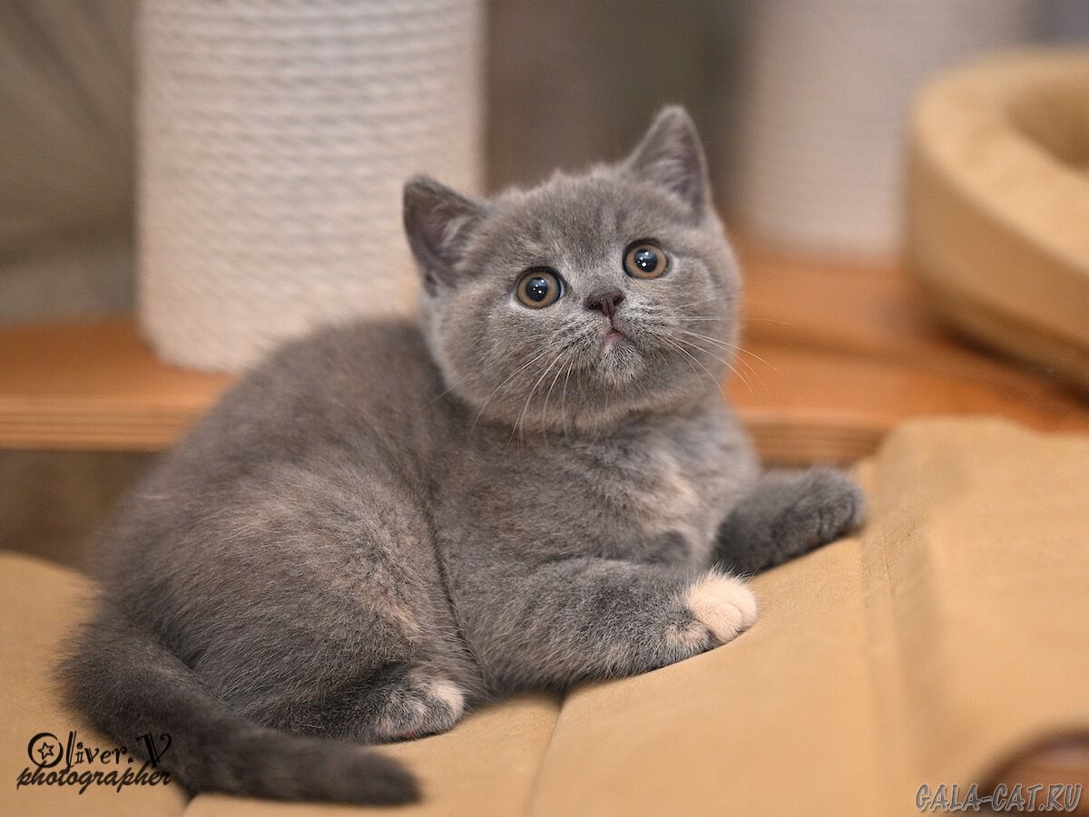 gala-cat-pitomnik-britanskih-koshek-kupit-kotenka-1