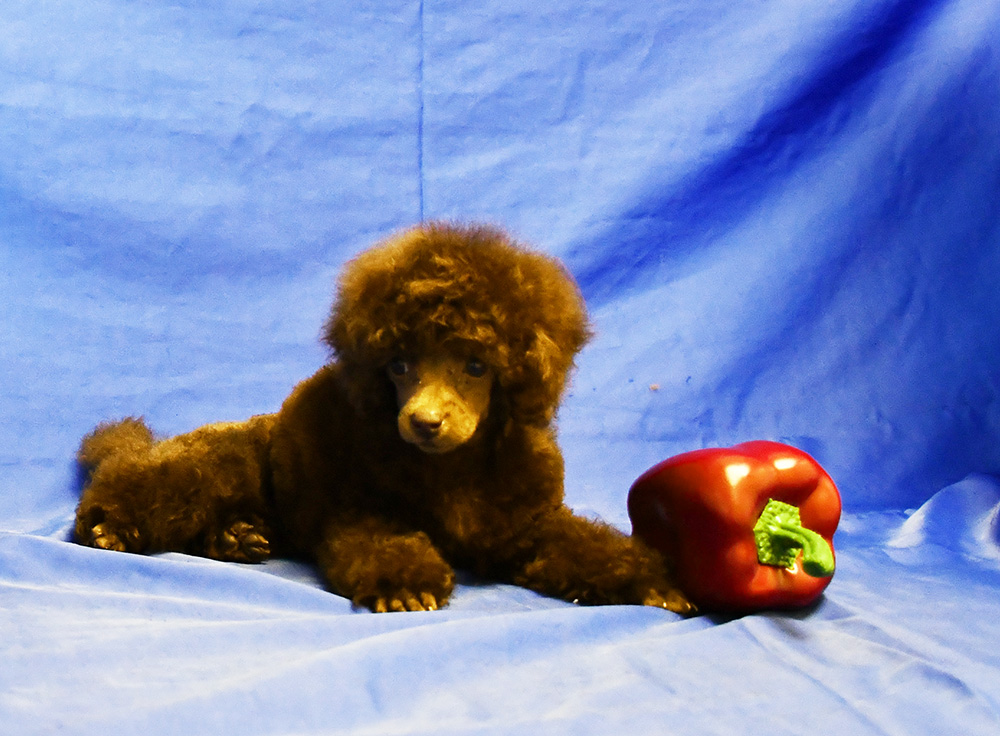 gently-born-pitomnik-rezenshnaucerov-objavlenie-o-prodage-shhenkov-2
