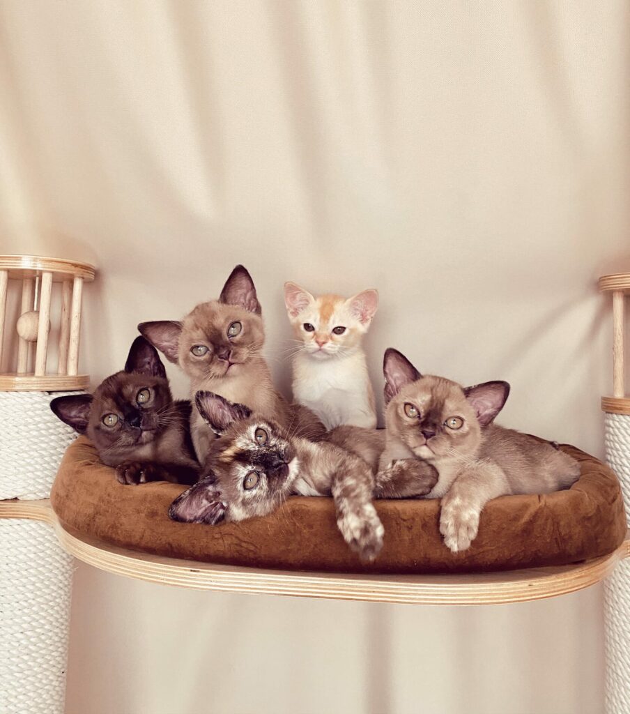 pitomnik-LinLight-burmanskaya-koshka-prodazha-kotenka
