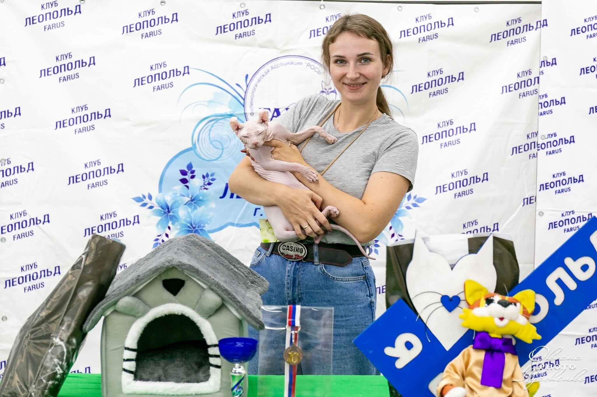 pitomnik-koshek-elf-blue-moon-kupit-koshku