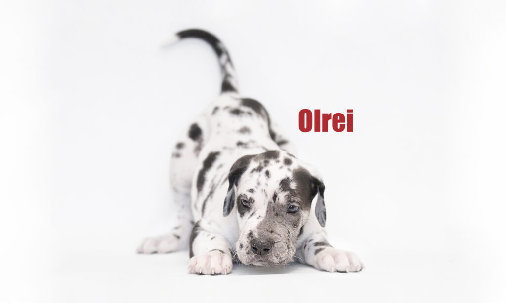 pitomnik-sobak-orlei-nemetskiy-dog-kupit-shenka
