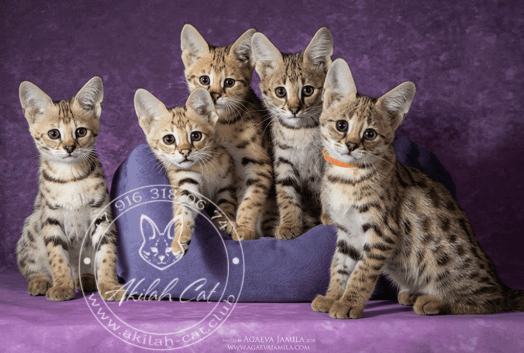 AkilachCat-pitomnik-savann-prodaga-kotenka