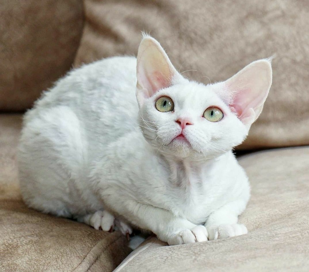 BELLANGE-pitomnik-devon-rex-kupit-kotenka