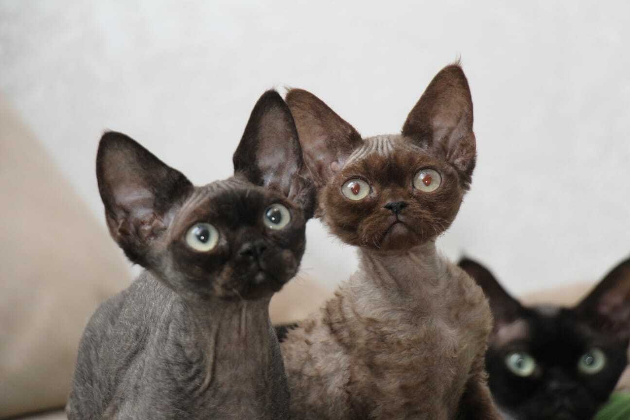 BELLANGE-pitomnik-koshek-devon-rex-kupit-koshku