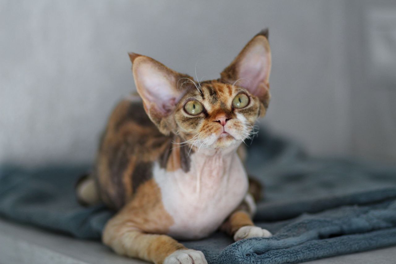 BELLANGE-pitomnik-koshek-devon-rex-kupit-kotenka