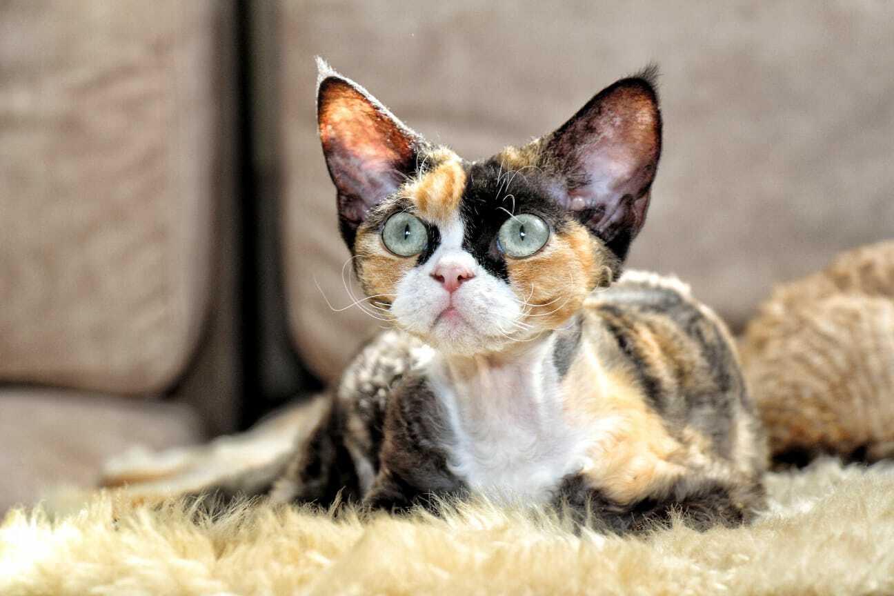 BELLANGE-pitomnik-koshek-devon-rex-prodazha-kotenka