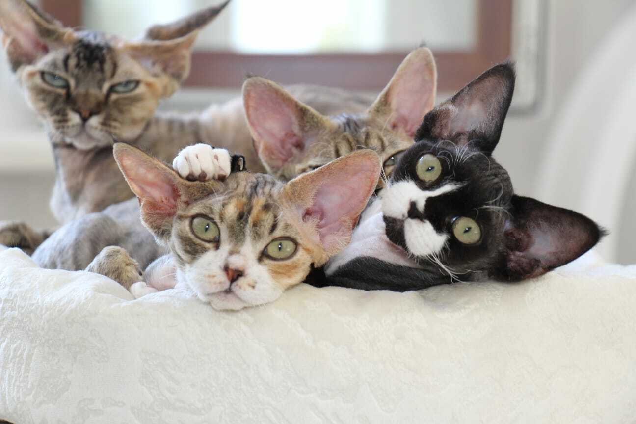 BELLANGE-zavodchik-koshek-devon-rex-kupit-kotenka