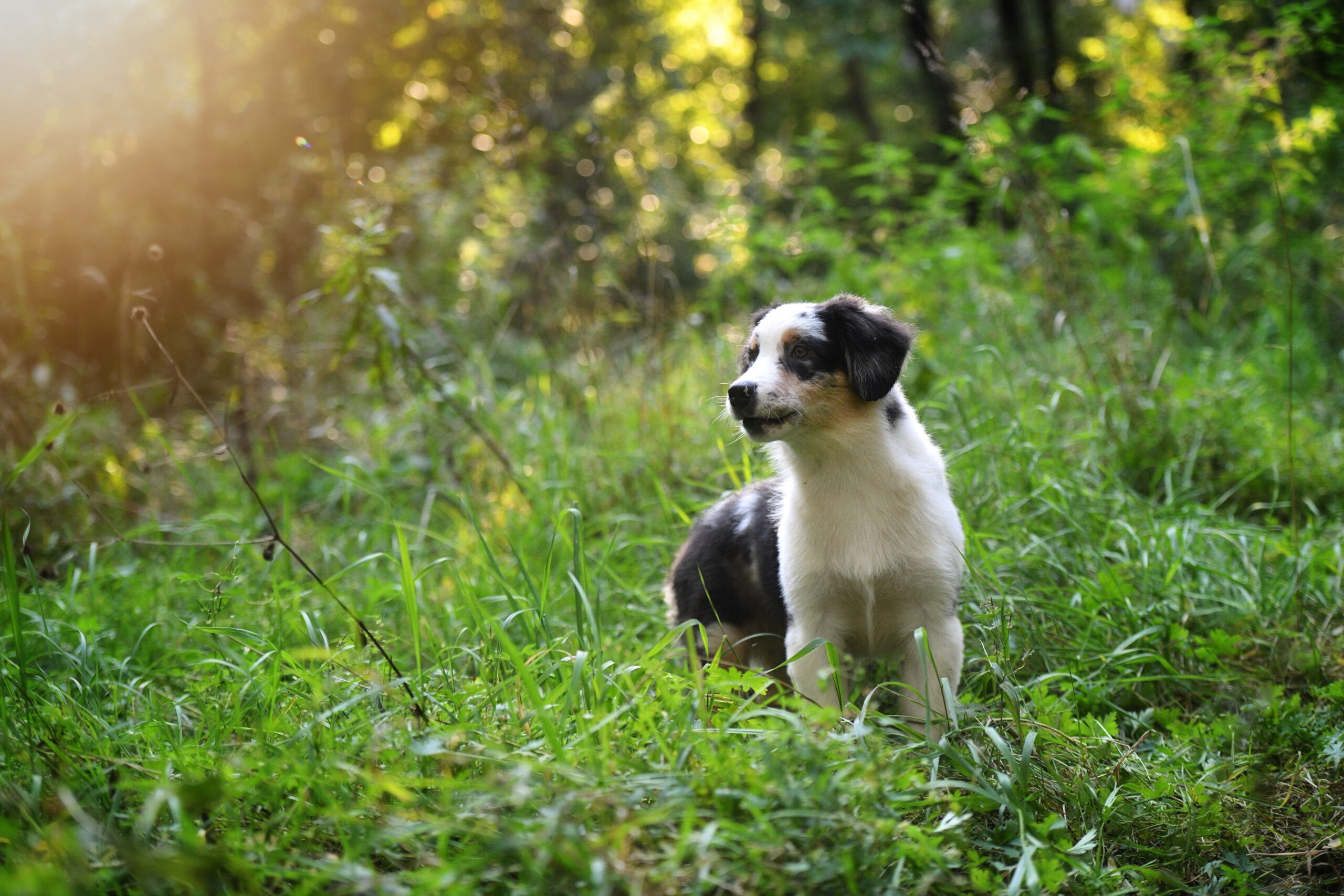 Beautiful-life-pitomnik-avstralijskih-ovcharok-kupit-shhenkov-2