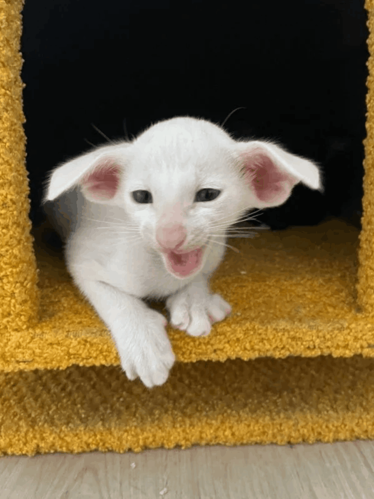Hathorcat-pitomnik-siamskih-koshek-prodaga-koenka