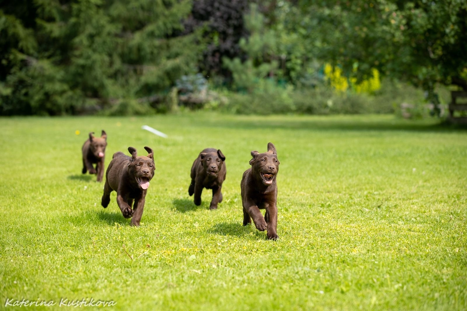 Irin-Angel-pitomnik-labradorov-prodaga-shhenka