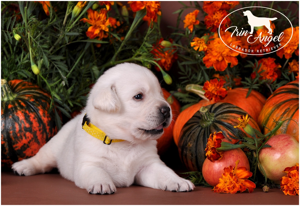 Irin-Angel-pitomnik-labradorov-prodaga-shhenkov-1