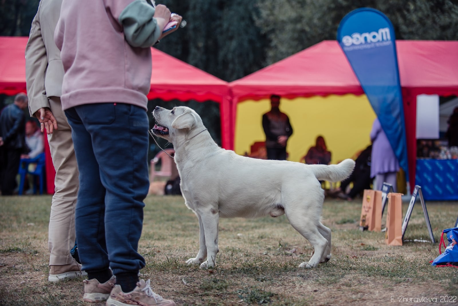 Irin-Angel-pitomnik-labradorov-prodaga-shhenkov-2