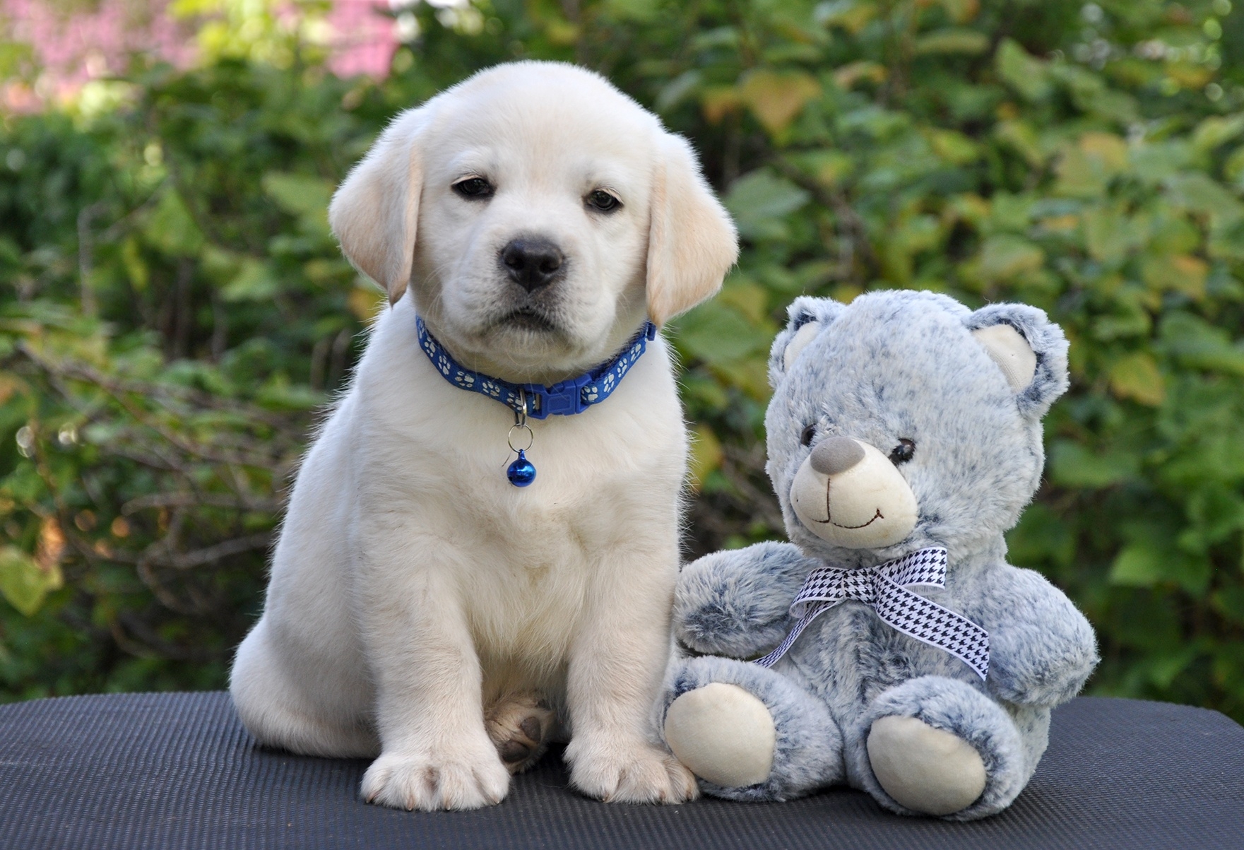 Irin-Angel-pitomnik-labradorov-prodaga-shhenkov