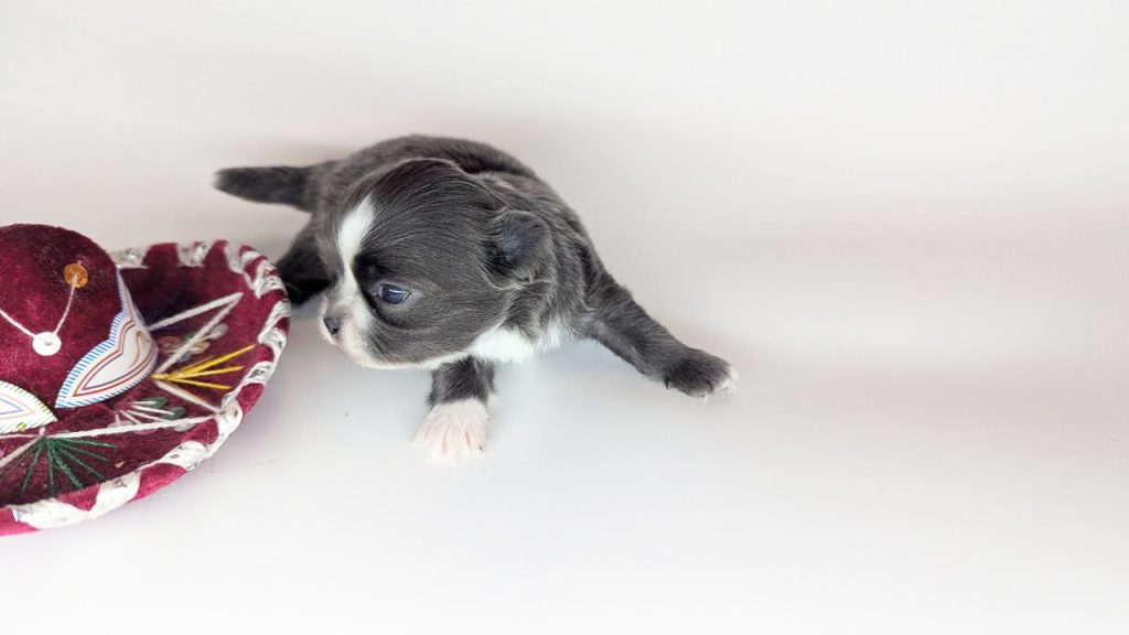 JudiTeilor-pitomnik-chihuahua-prodaga-shhenka