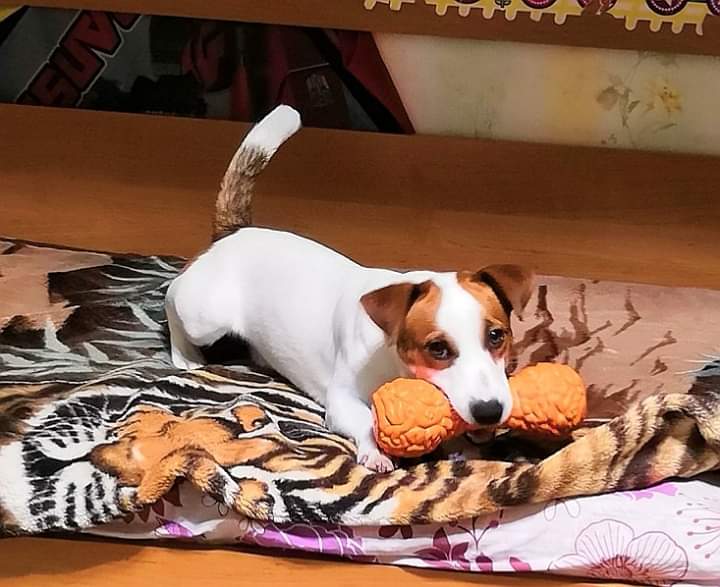 KINDRED-SOUL-pitomnik-dgek-rassel-tererov-prodaga-shhenkov