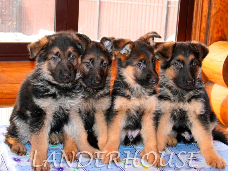 Landerhaus-pitomnik-nemackih-ovcharok-prodaga-shhenkov