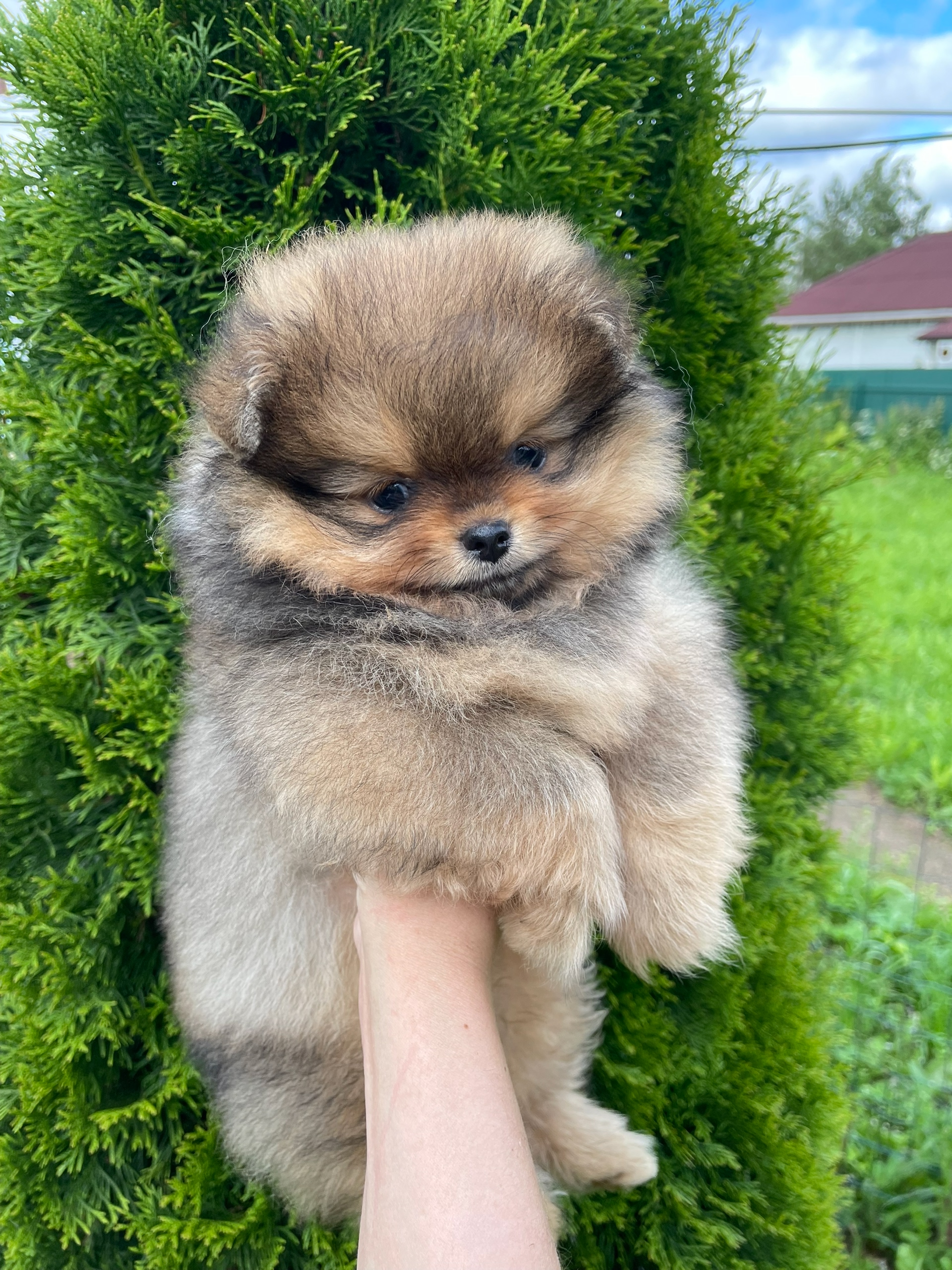 Maryden's-pitomnik-pomeranskih-shpicev-prodaga-shhenka