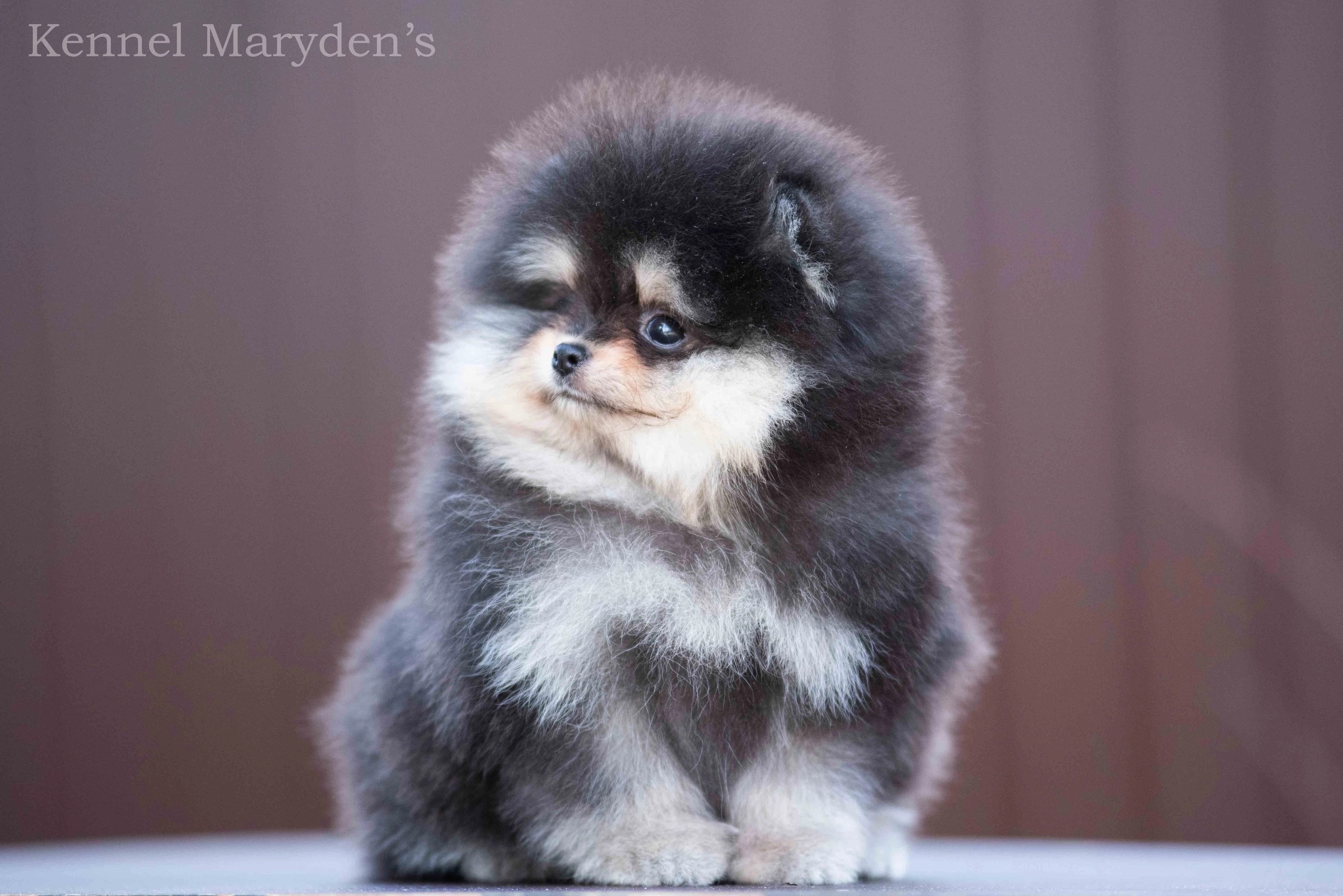 Maryden's-pitomnik-pomeranskih-shpicev-prodaga-shhenka