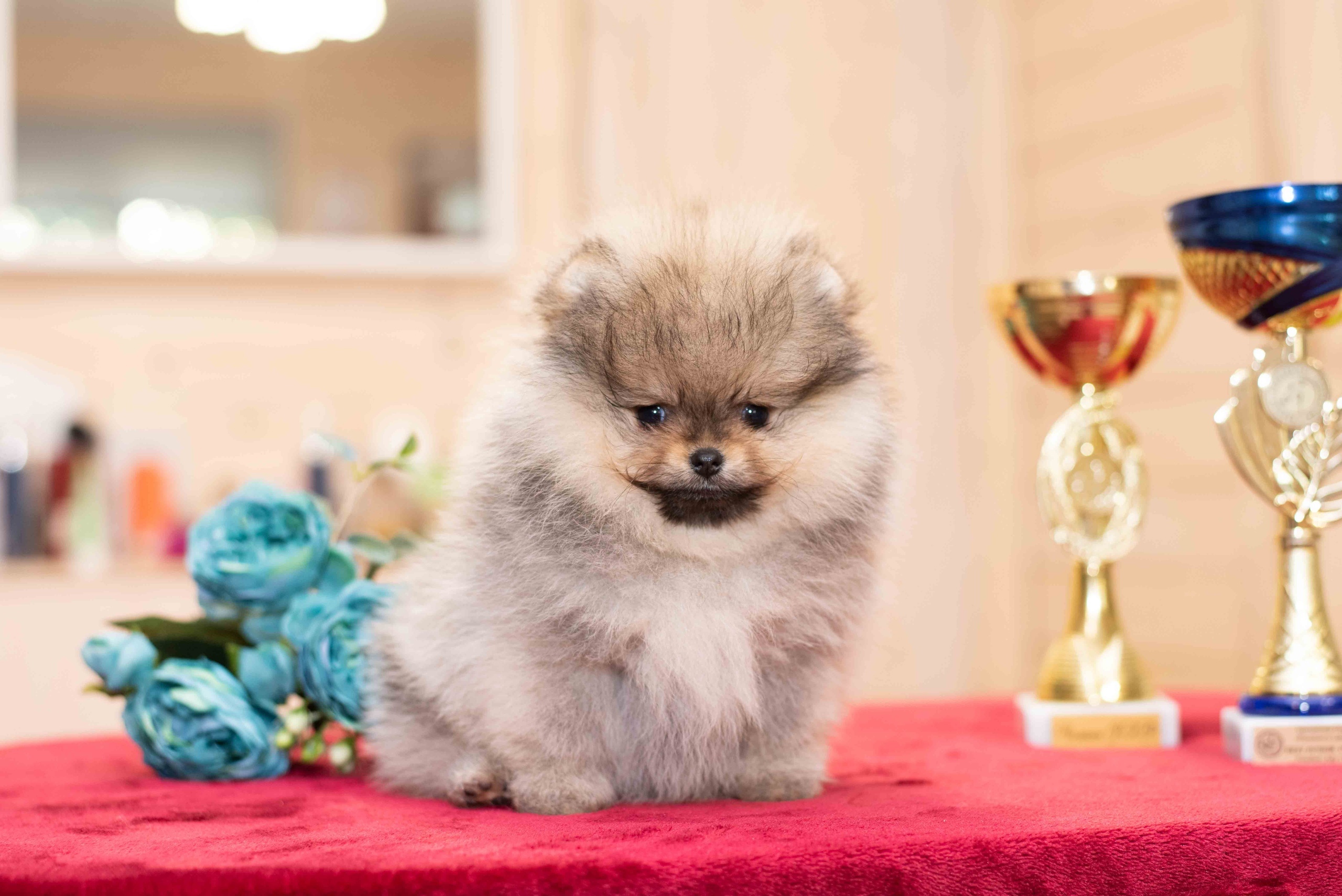 Maryden's-pitomnik-pomeranskih-shpicev-prodaga-shhenkov-1